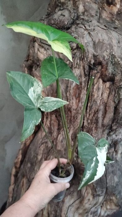 Сингониумы- растения комнатные