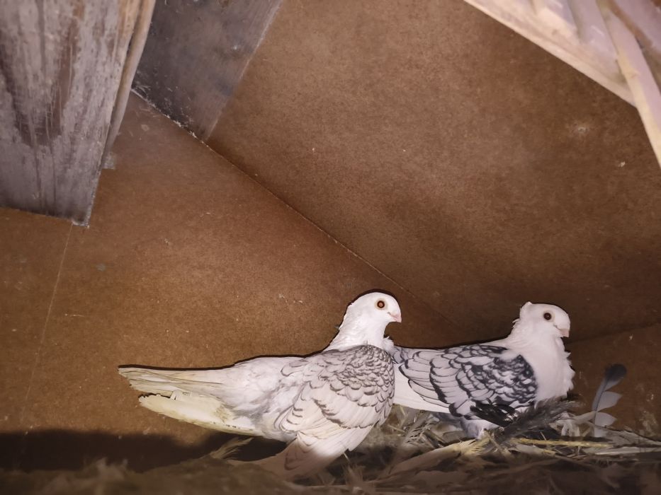 Vand porumbei  curcani satineti și moțați