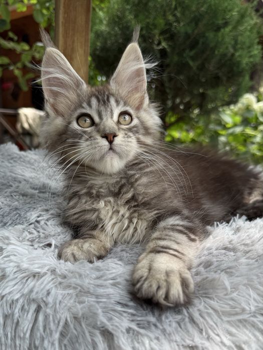 котята мейн-кун из питомника