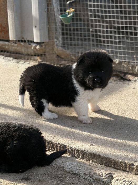 Американска Акита