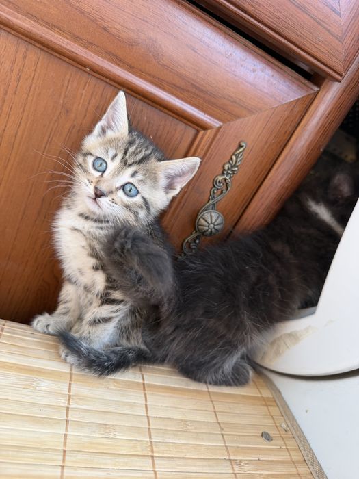 Домашние котята в добрые руки