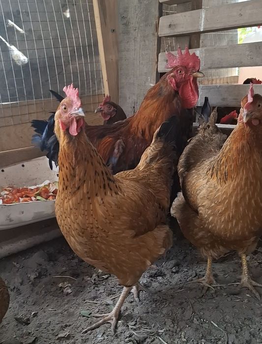 Кучин юбилейный сатылады срочна