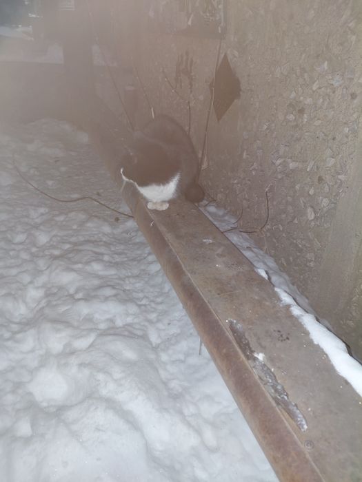 Кошечка ищет дом. Юго Восток.