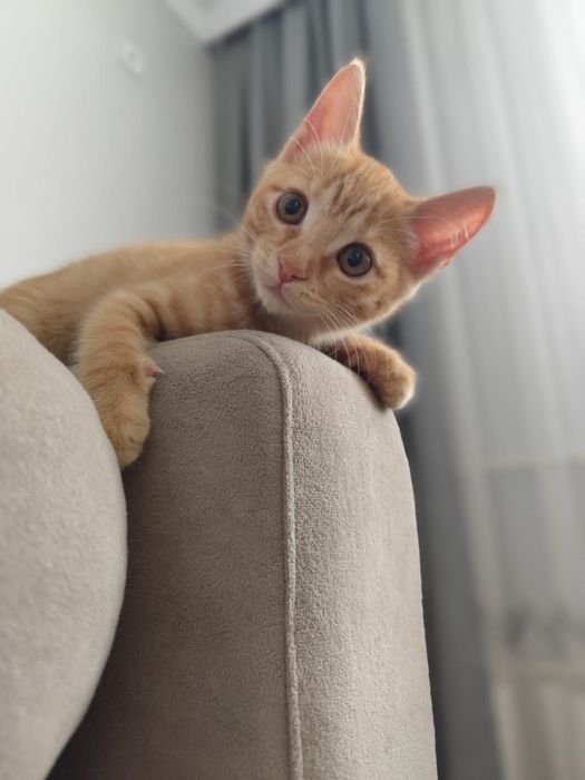 Отдам рыжих котят
