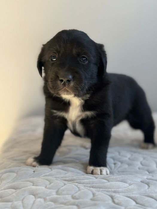 Отдам щенков в хорошие руки