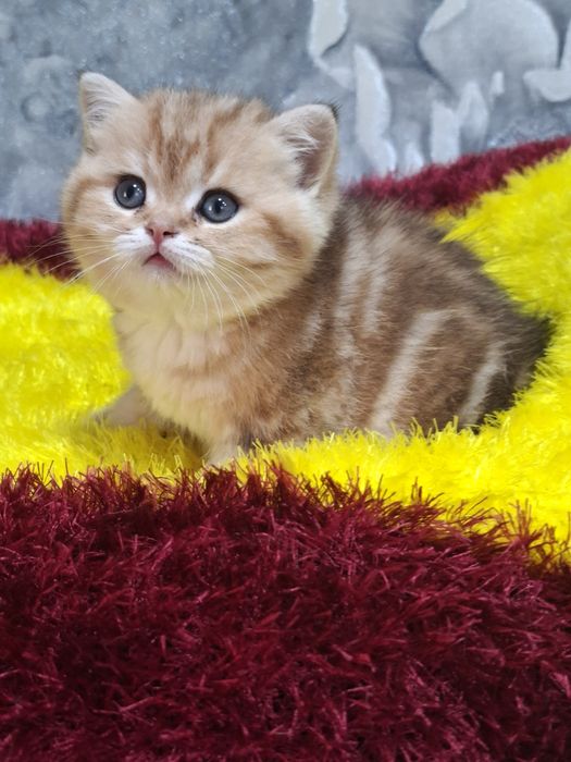 Продаётся шикарный мальчик британец