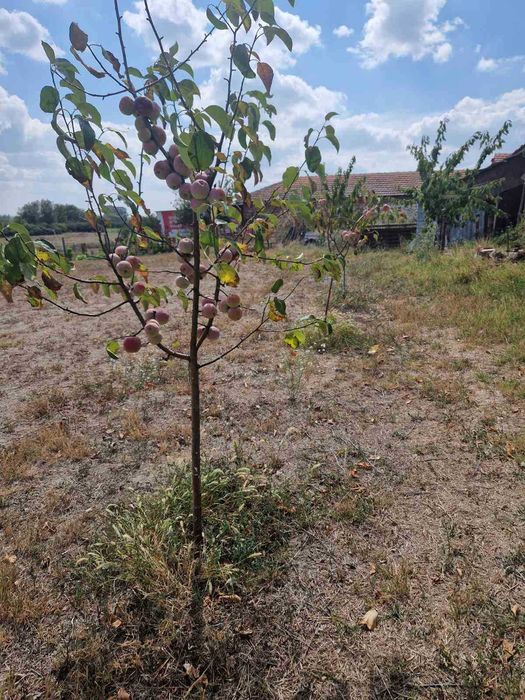 Продава се Къща в с. Тенево, Област Ямбол - 300 кв.м за 184 €/кв.м - Снимка #7