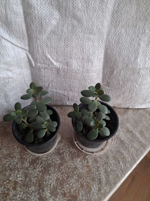 3 композиции с кактуси и сукуленти и 2 броя дърво на живота