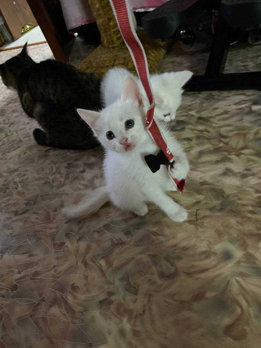 Отдаём котят в добрые руки