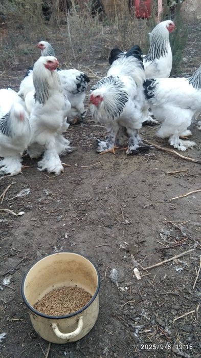 Продам петухов...