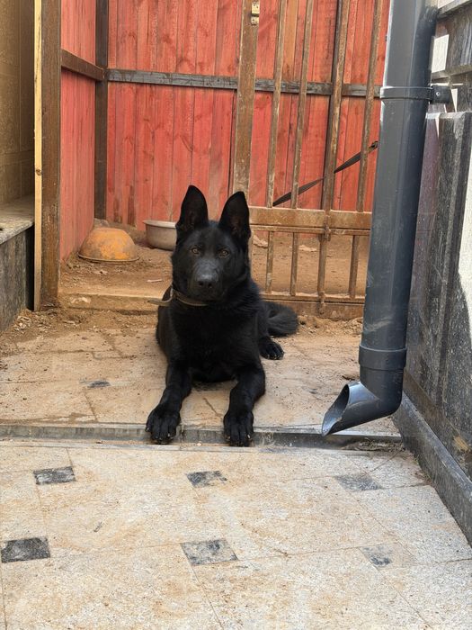 Немецкая овчарка