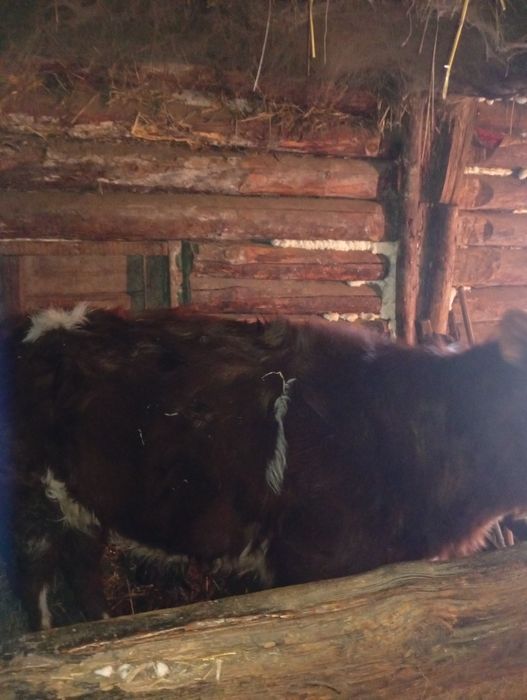 Продам телёнка Цена договорная!