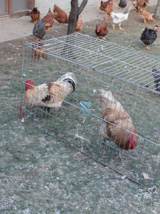 Gaini  și puicute de țară