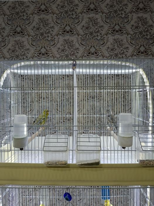 Канарекалар сотувда 70.000 дан 350.000 сумгача.