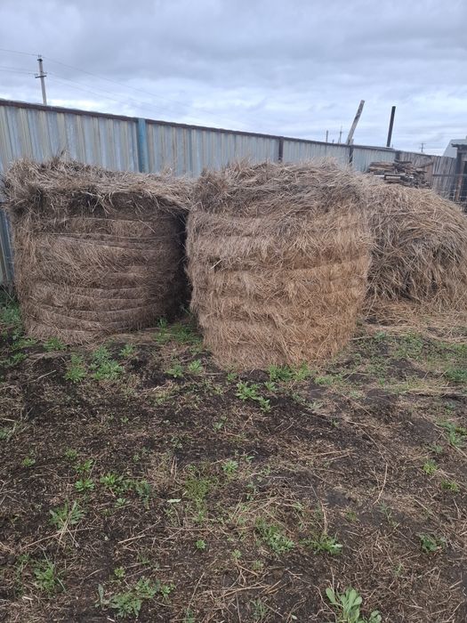 Продам сено прошлогоднее, 4 рулона.