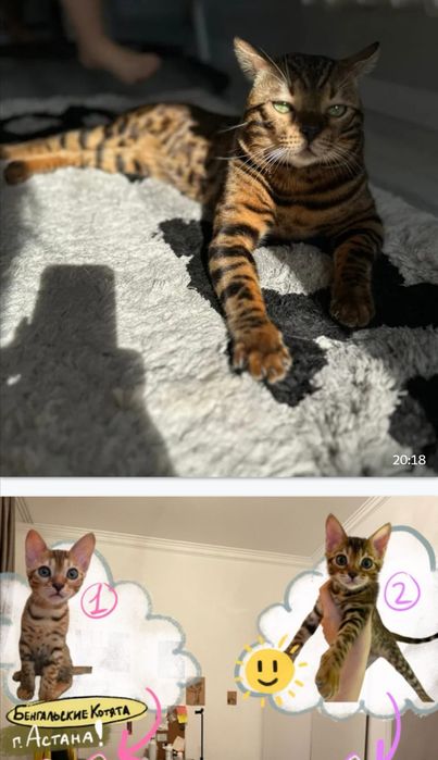 Девочка чистокровная бенгал