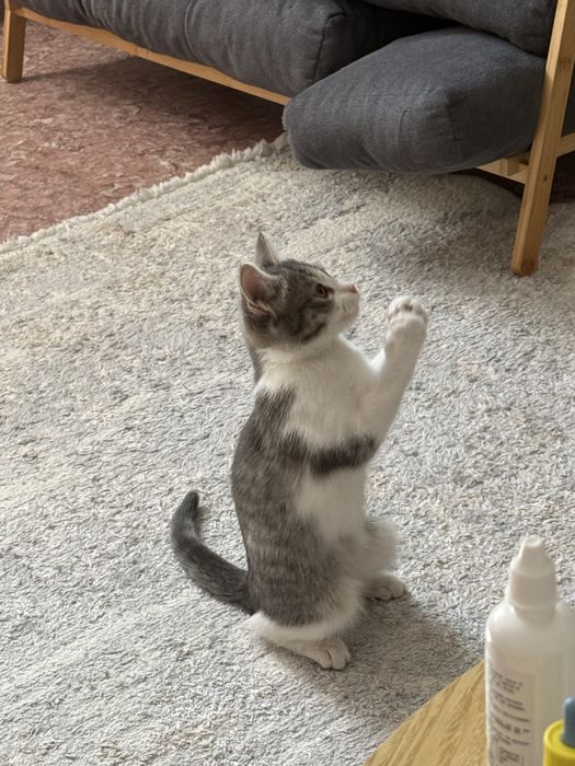 Отдам котёнка в хорошие руки!