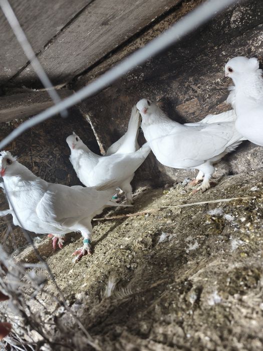 Satineți albi maturi