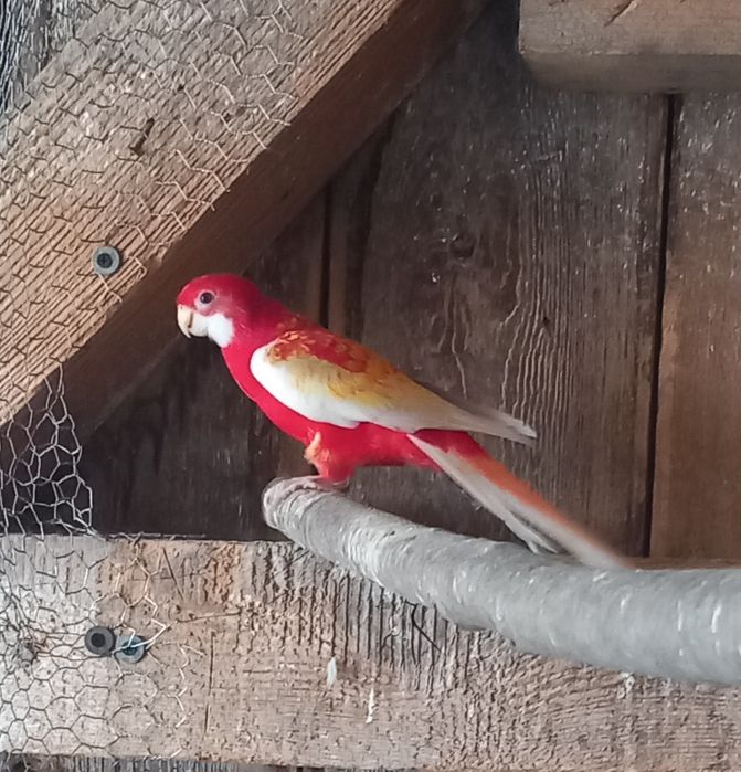 Papagali perusi si rossela