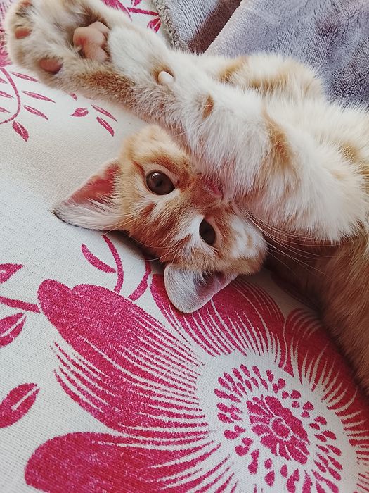 Мысық тегін береміз