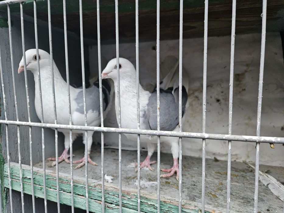 Vand porumbei voiajori capaciti pe negru vanat si tigrat