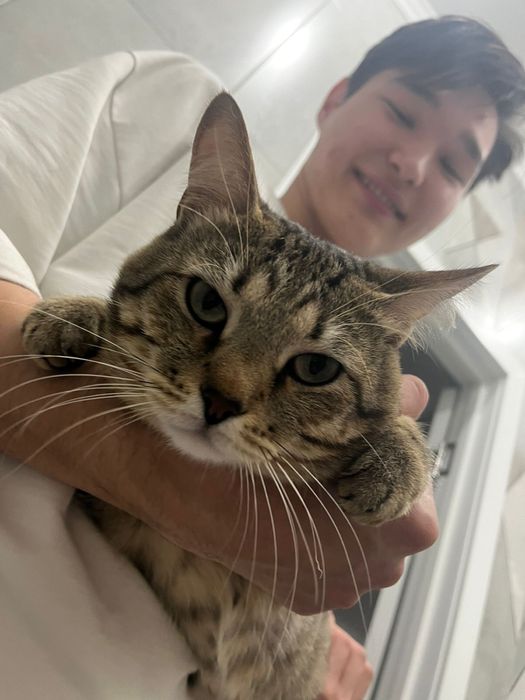 Кот в хорошие руки