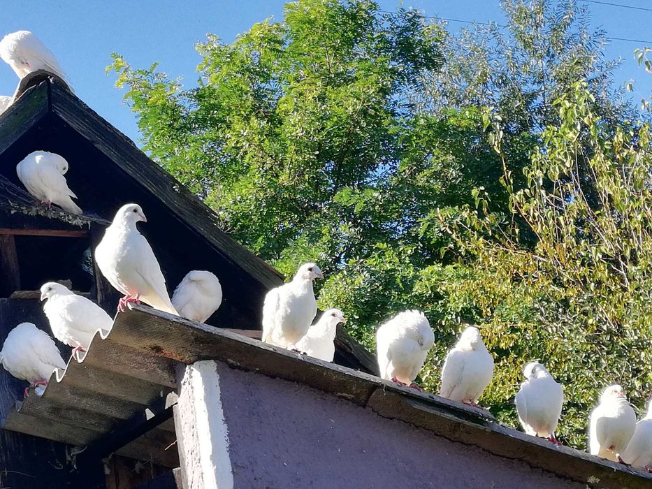 Porumbei albi voiajori