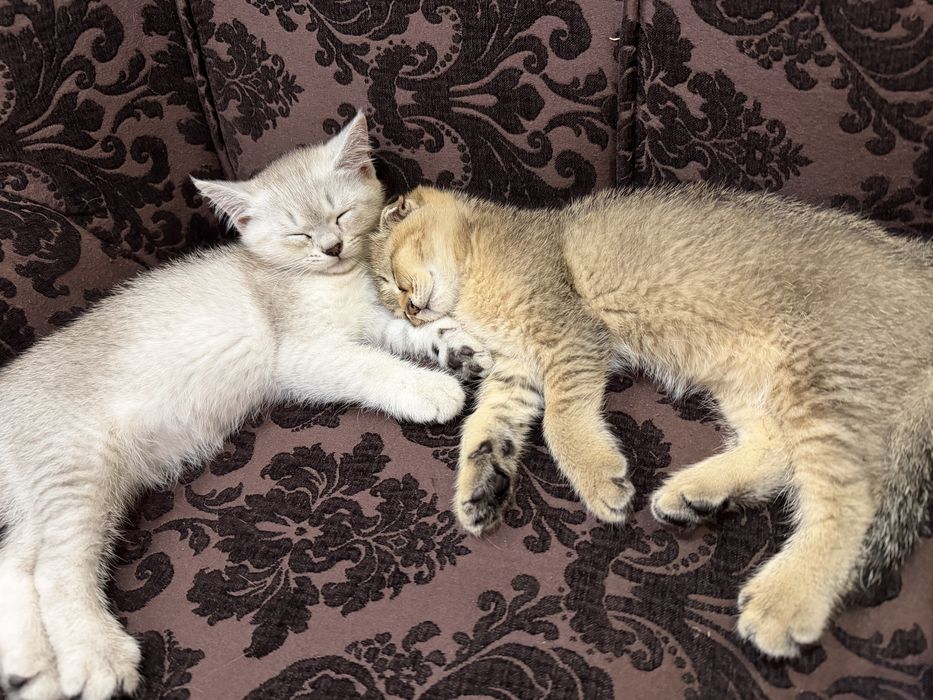 Мушуклар скотиш фолд