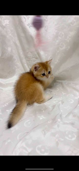 Scottish Fold & Scottish Straight Golden