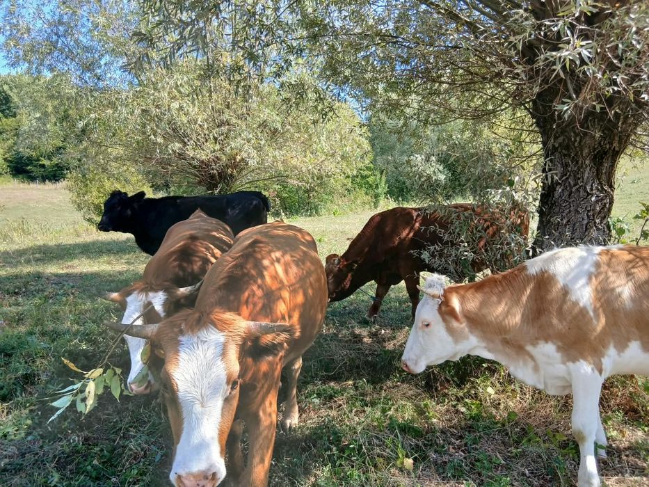 Vănd patru juninci și un taur,diferite rase, crescuți bio.
