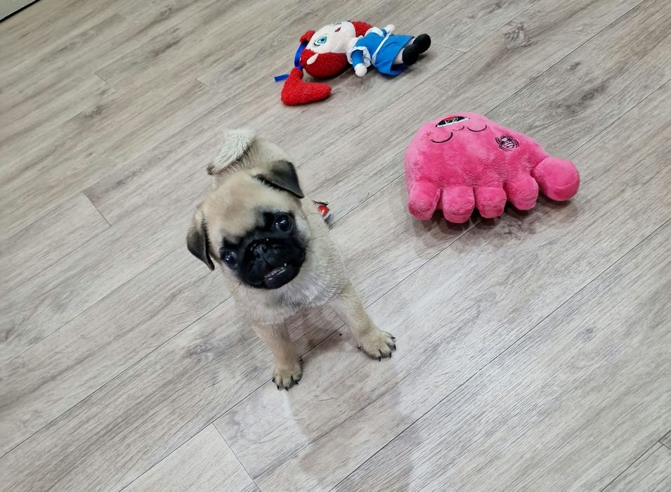 Очаровательные щенки мопса.