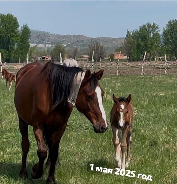 Құлынды биелер  сатылады