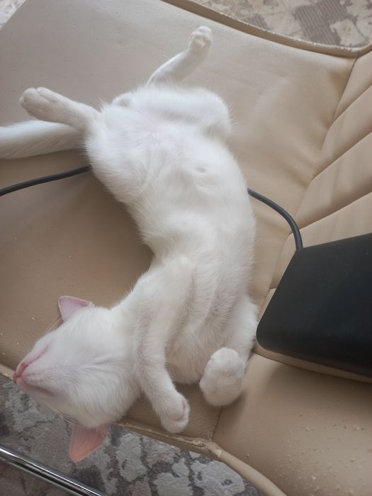 Vyazkaga toza zotli mushuk