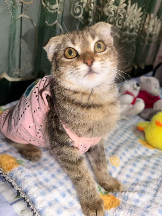 Ласка котёнок подросток