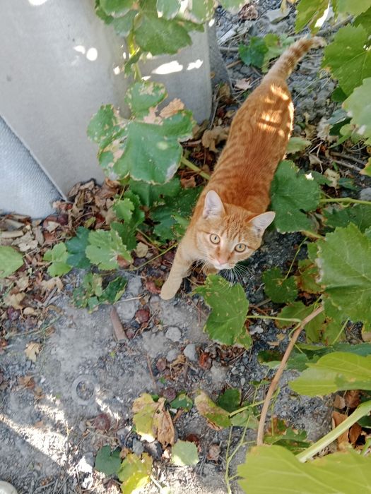 Рыжий котик мальчик