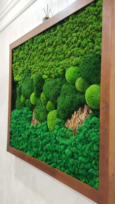 Мох живой , стабелизированный