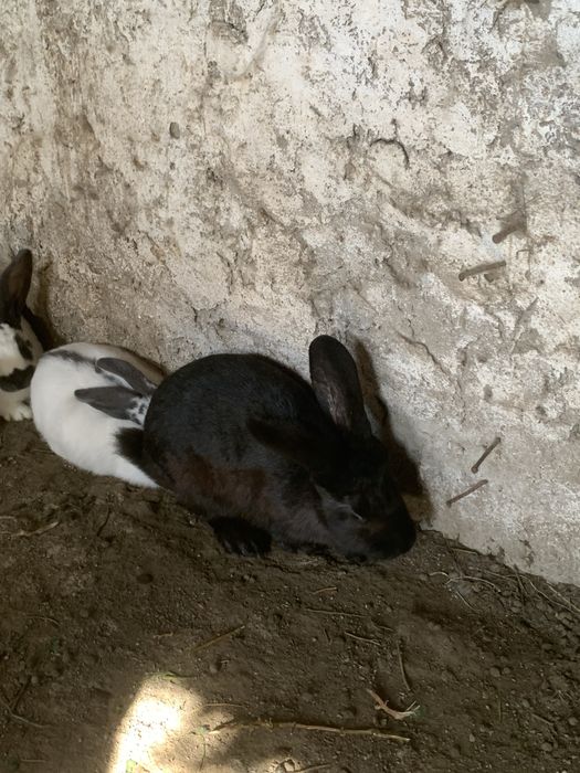 Vand iepuri rasa metis  fluture 100 lei