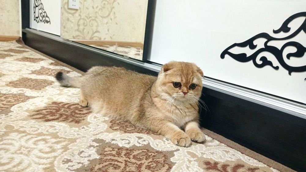 Продаётся золотая шиншилла.