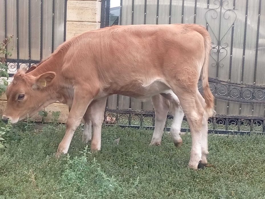 Doua vitele cu vârsta de 3 luni