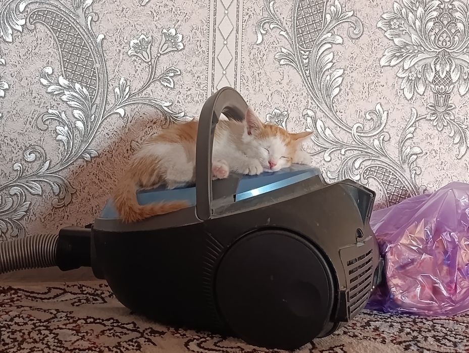 Котёнок отдаётся хорошие руки