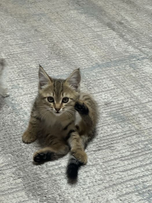 Отдам котенка в хорошие руки