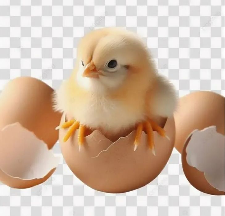 Инкубация яйца...