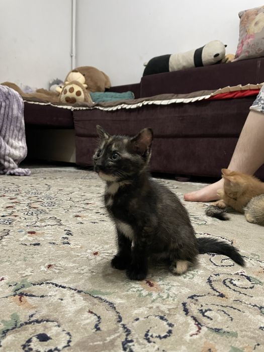 Котенки бесплатно