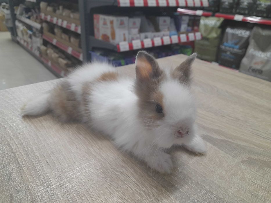 Декоративно мини зайче на 1 месец