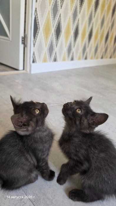 Милые котята 2 месяца