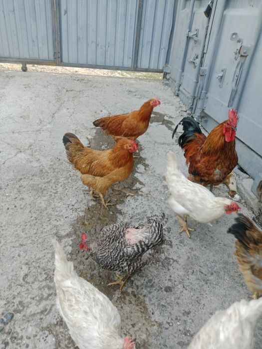Продам домашние кури