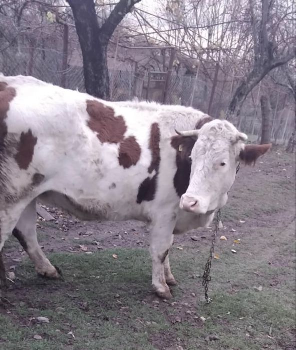 Vand balțată romanească