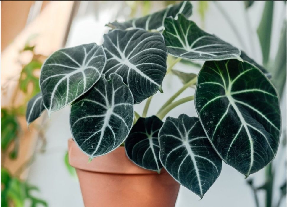 Продам комнатные цветы