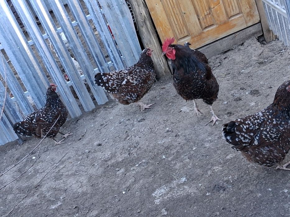 Vând oua de incubat de la găinile din poza