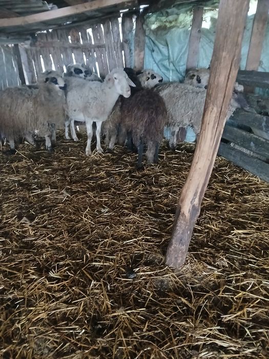 Vând 4 cârlani și 4 oi